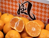 【天皇杯受賞産地】『風みかん』愛媛県産 川上共選 JAにしうわ 訳あり S〜Lサイズ 約5kg 風袋込 ※常温【愛媛フェア】の商品画像