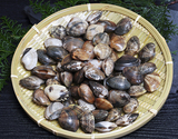 伊勢神宮外宮奉納品『活 沖どりアサリ 大粒（砂抜き済）』三重県伊勢湾産 約1kg ※冷蔵の商品画像