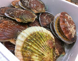 『殻付きホタテ』 北海道野付半島産 2枚（300〜400g／枚） ※冷蔵 三清の商品画像