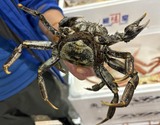 氷締め 『モクズガニ（川ガニ）メス』 外子あり 北海道産 900g〜1kg（目安として1杯150g前後） ※冷蔵 山治の商品画像