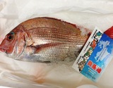 【原魚で900〜950g】『神経〆天然真鯛（半身）』大分県豊後水道産 150g前後（骨付き）※冷蔵 泉久 【卸リクエスト可】の商品画像