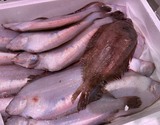 『子持ちヤナギガレイ（鱗、エラ、はらわた取り）』千葉県産 2尾 （原魚で180g前後／尾） ※冷蔵 泉久 【卸リクエスト可】の商品画像