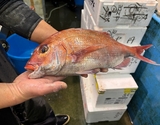 豊洲市場で朝〆『天然真鯛（鱗、エラ、はらわた取り）』 愛媛県産 原魚で1.5〜2kg ※冷蔵 尾坪 【卸リクエスト可】の商品画像