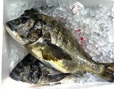 『黒鯛（鱗、エラ、はらわた取り）』 兵庫県明石産 1尾 原魚で1.5kg前後 ※冷蔵 尾坪 【卸リクエスト可】の商品画像