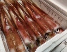 5/10出荷 食べ比べ『イカ2種セット』 各1杯 （長崎県産 白イカ 200〜250g・スルメイカ  250g前後） ※冷蔵 泉久