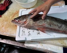 豊洲市場で朝〆『スズキ 半身』 福島県産 常磐もの 原魚で2kg前後 ※冷蔵 尾坪