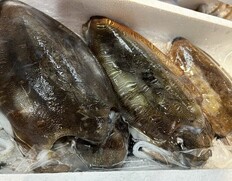 『紋甲いか（下処理済み）』岡山県産 1杯 約1kg ※冷蔵 藤田水産