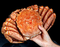 超特大『毛蟹』 北海道産 ボイル済み・堅蟹 2尾 約1kg×2 ※冷凍