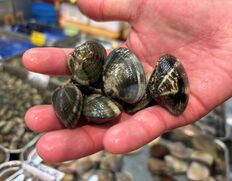 江戸前 『手掘りあさり（中粒・砂抜き済）』 千葉県産 約500g （目安10g前後/個） ※冷蔵 三清の商品画像