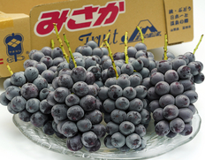 8/1〜12出荷◇ 『種なし巨峰』山梨県産 ぶどう 秀品 8〜9房 計約5kg 産地箱 風袋込 ※冷蔵 御坂